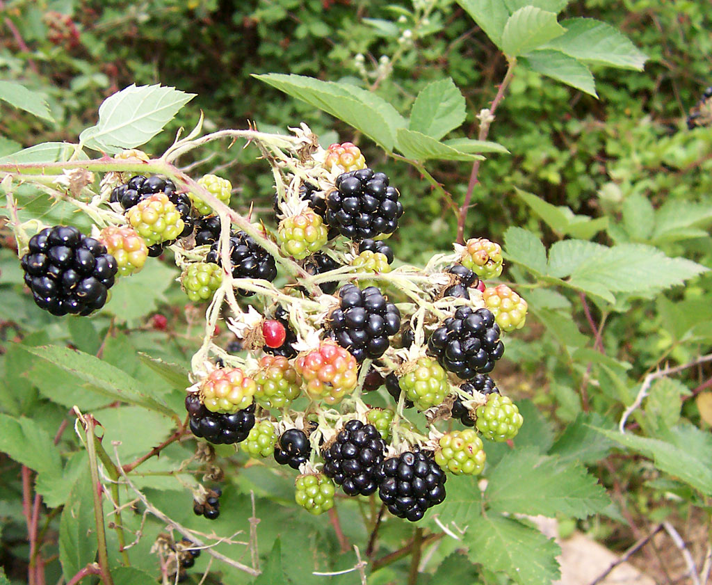 blackberry
